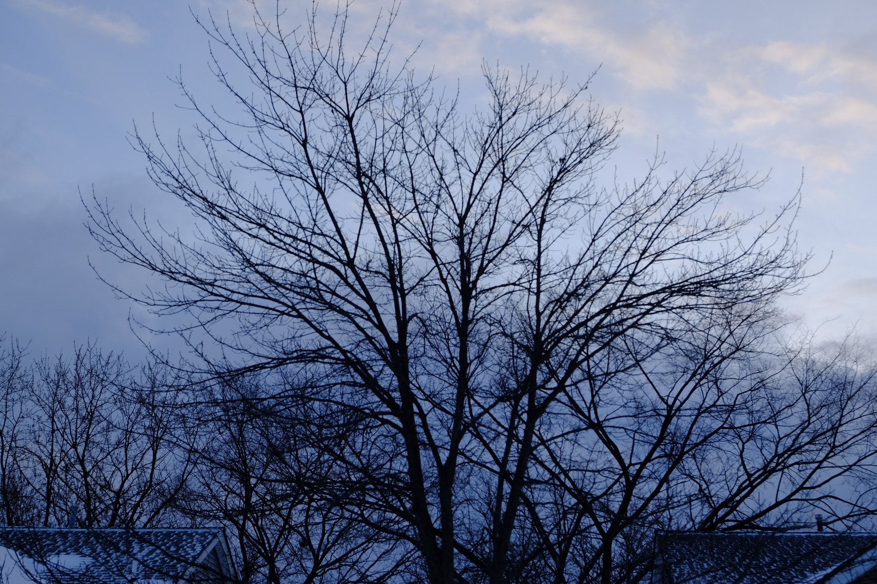 A silhouette of bare trees is set against a dusky sky with scattered clouds.