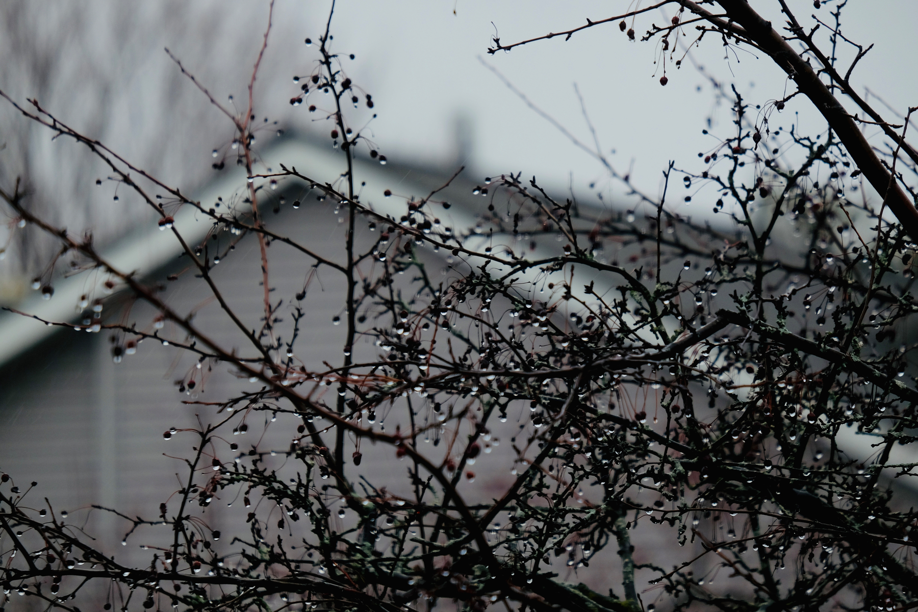 Bare branches with droplets of rain are silhouetted against the blurred background of a house.