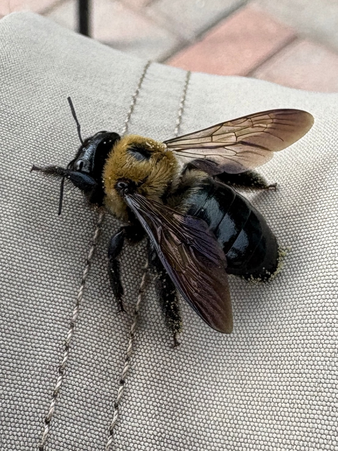 A close-up of a large black carpenter bee with translucent wings resting on a textured fabric surface.