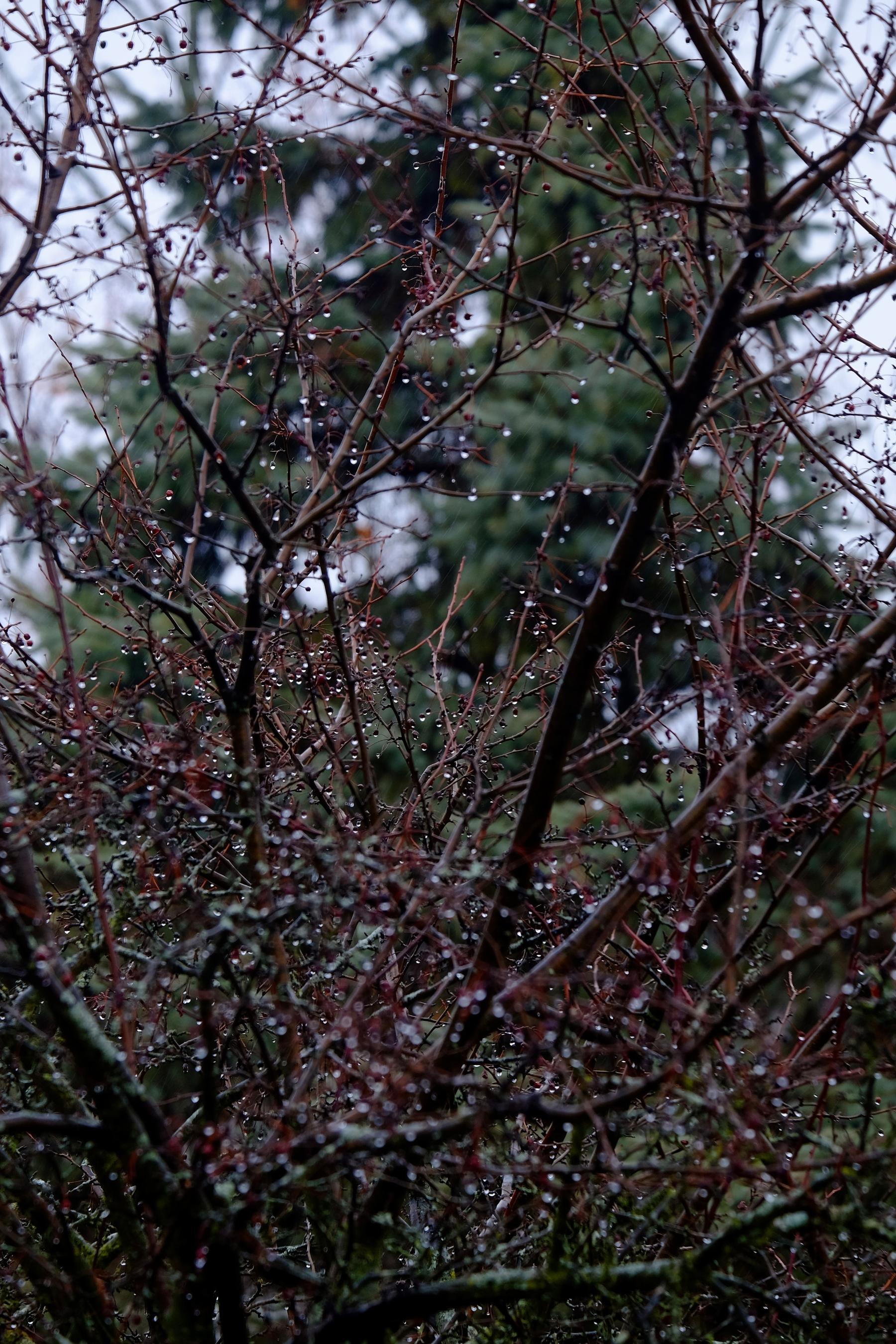 A tree with bare branches adorned with droplets of water stands against the backdrop of evergreen trees.