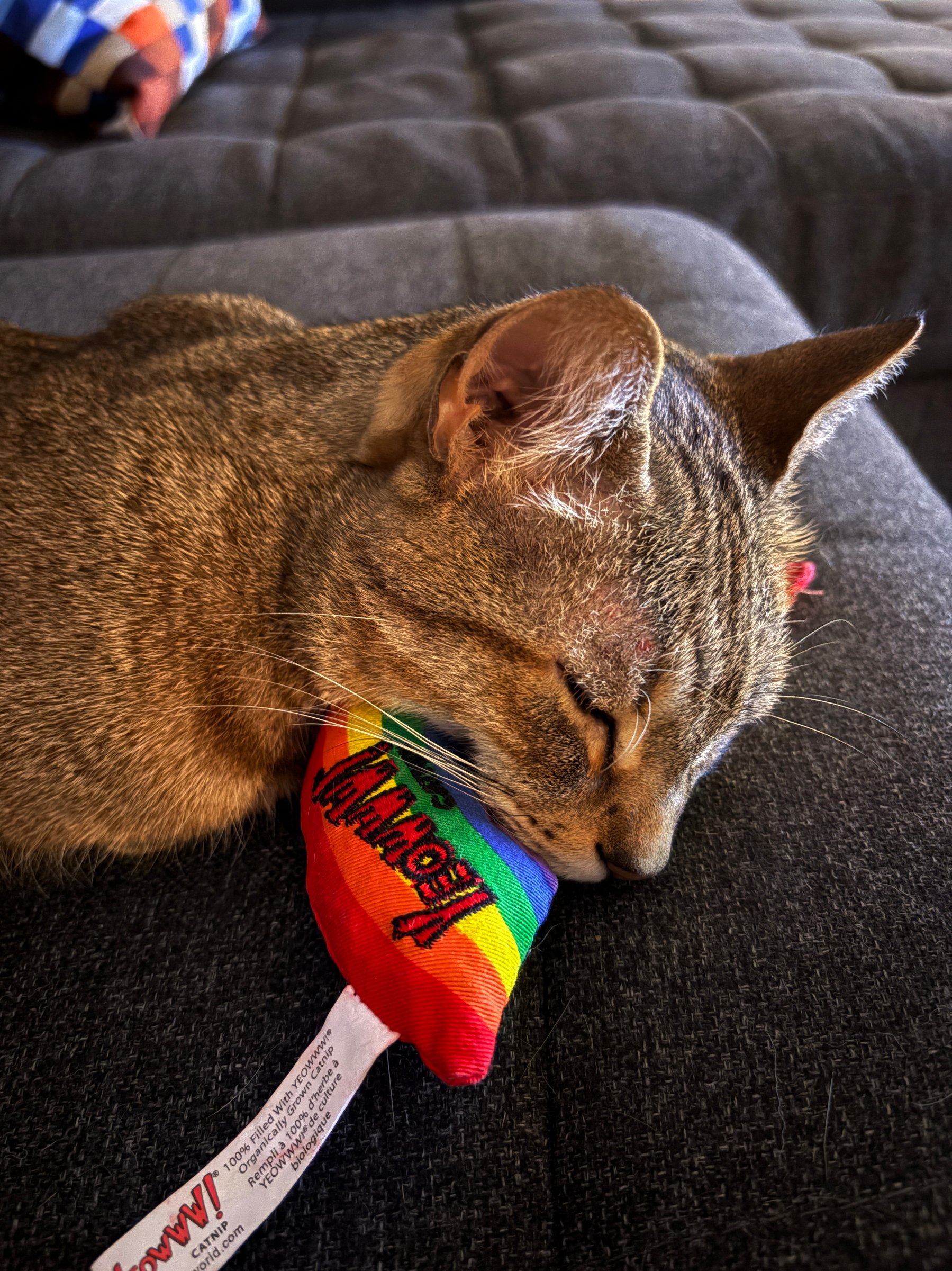 A tabby cat is resting its head on a colorful rainbow toy while lying on a gray couch.