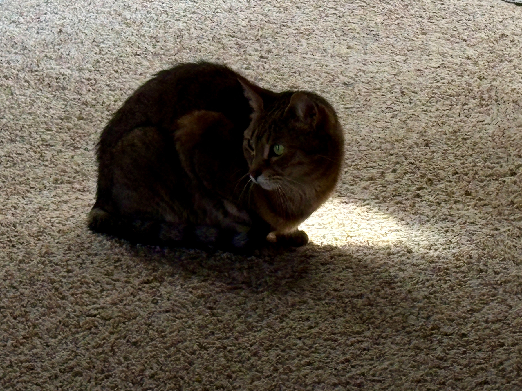 A cat sits on a carpeted floor, partially illuminated by a beam of sunlight.