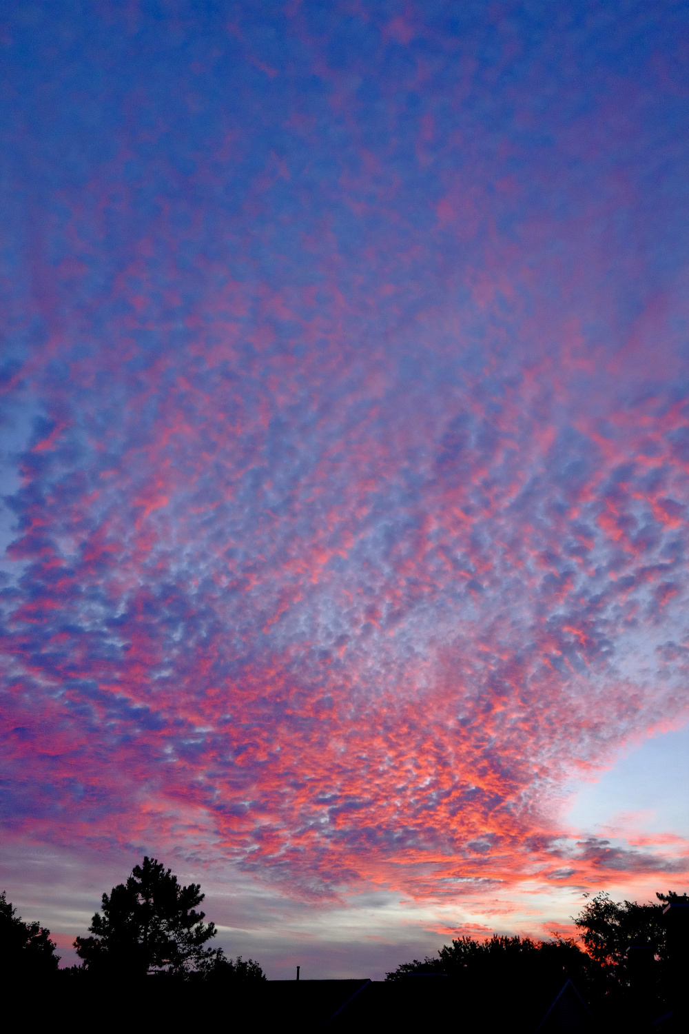 A vibrant sunset sky with pink and purple clouds stretches over silhouetted trees and rooftops.