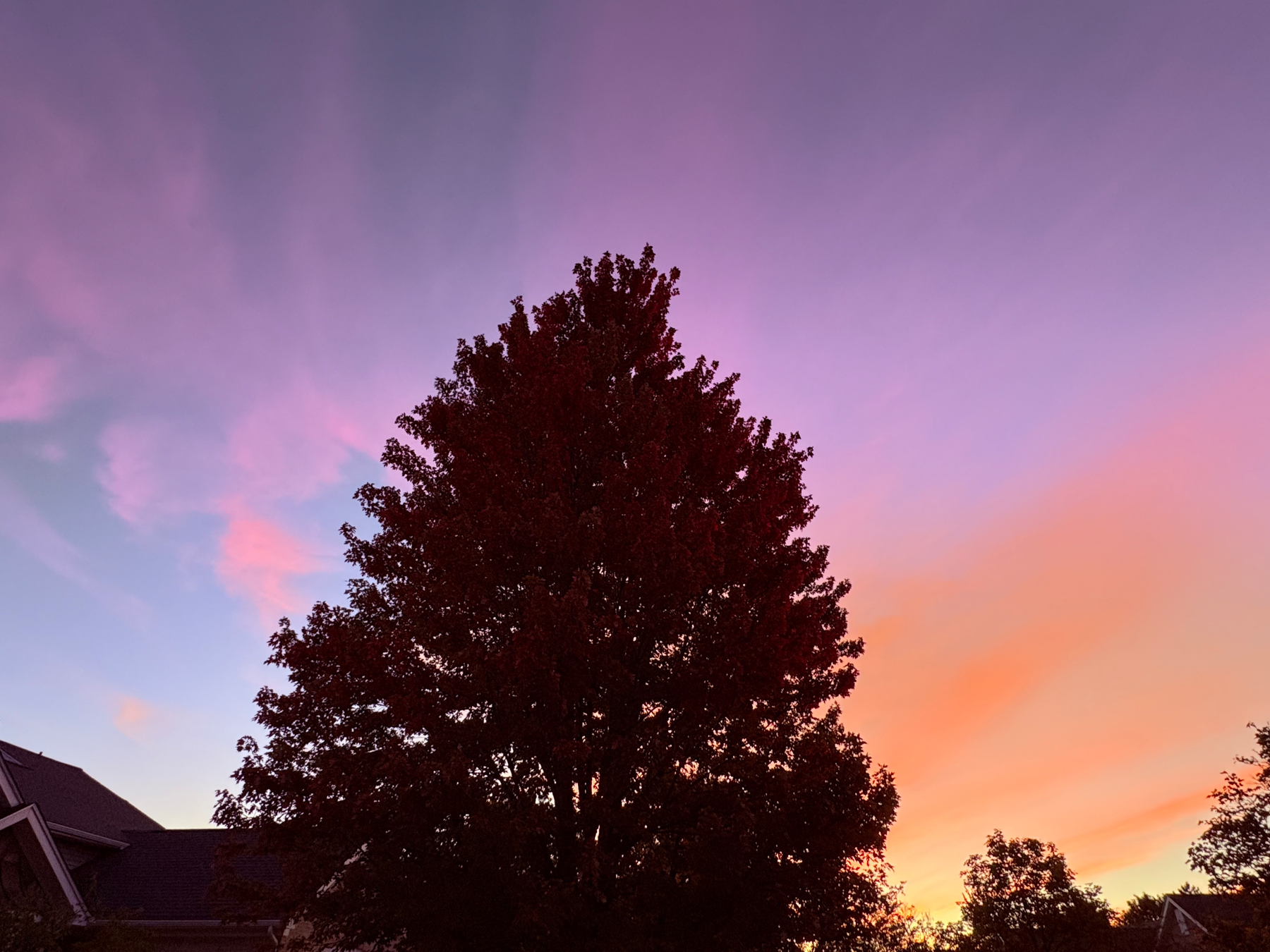 A large tree silhouette stands against a colorful sky transitioning from purple to orange at sunset.
