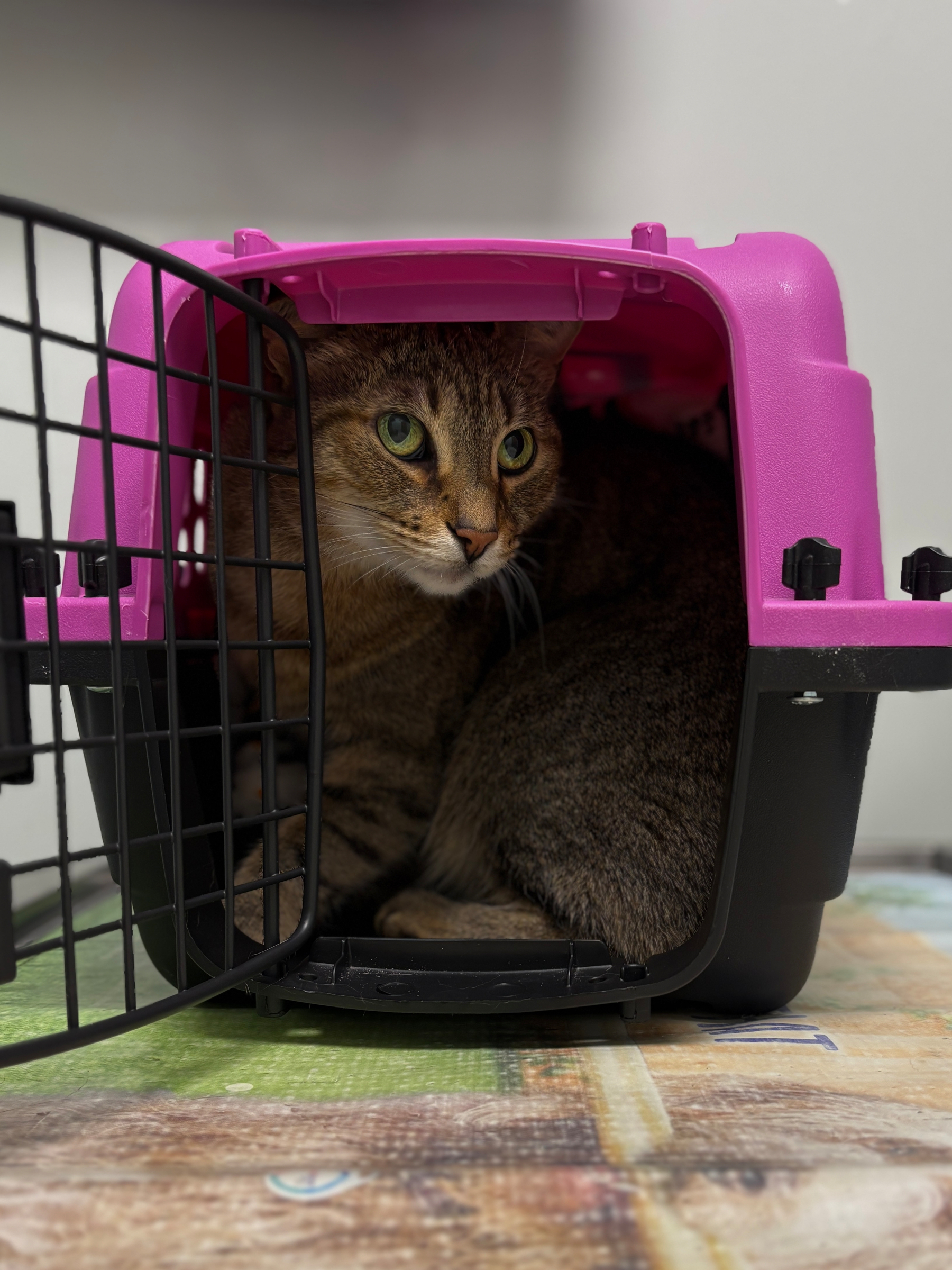 A tabby cat is sitting inside a pink and black pet carrier with the door open.