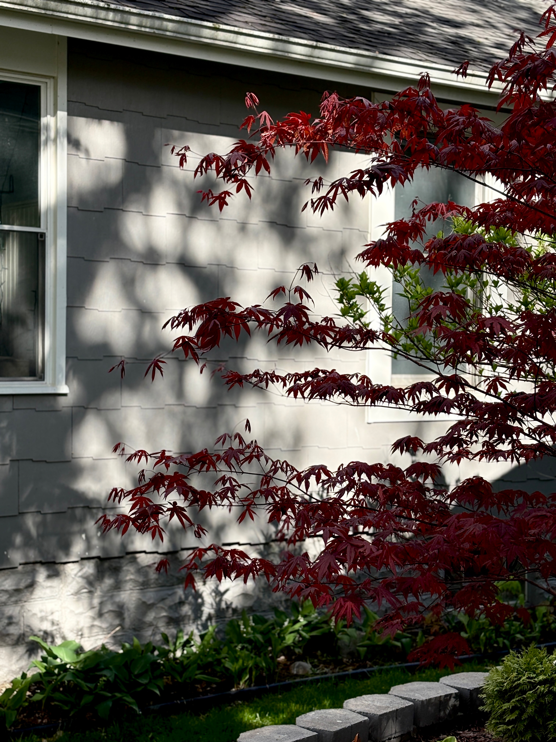 A Japanese maple tree with vibrant red leaves is casting shadows on the side of a house.