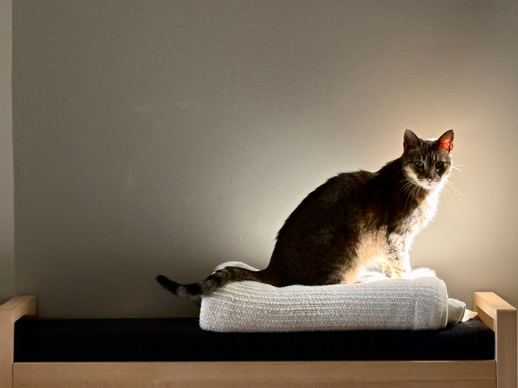 A cat is sitting on a folded white towel on a wooden bench, illuminated by soft lighting against a plain wall.