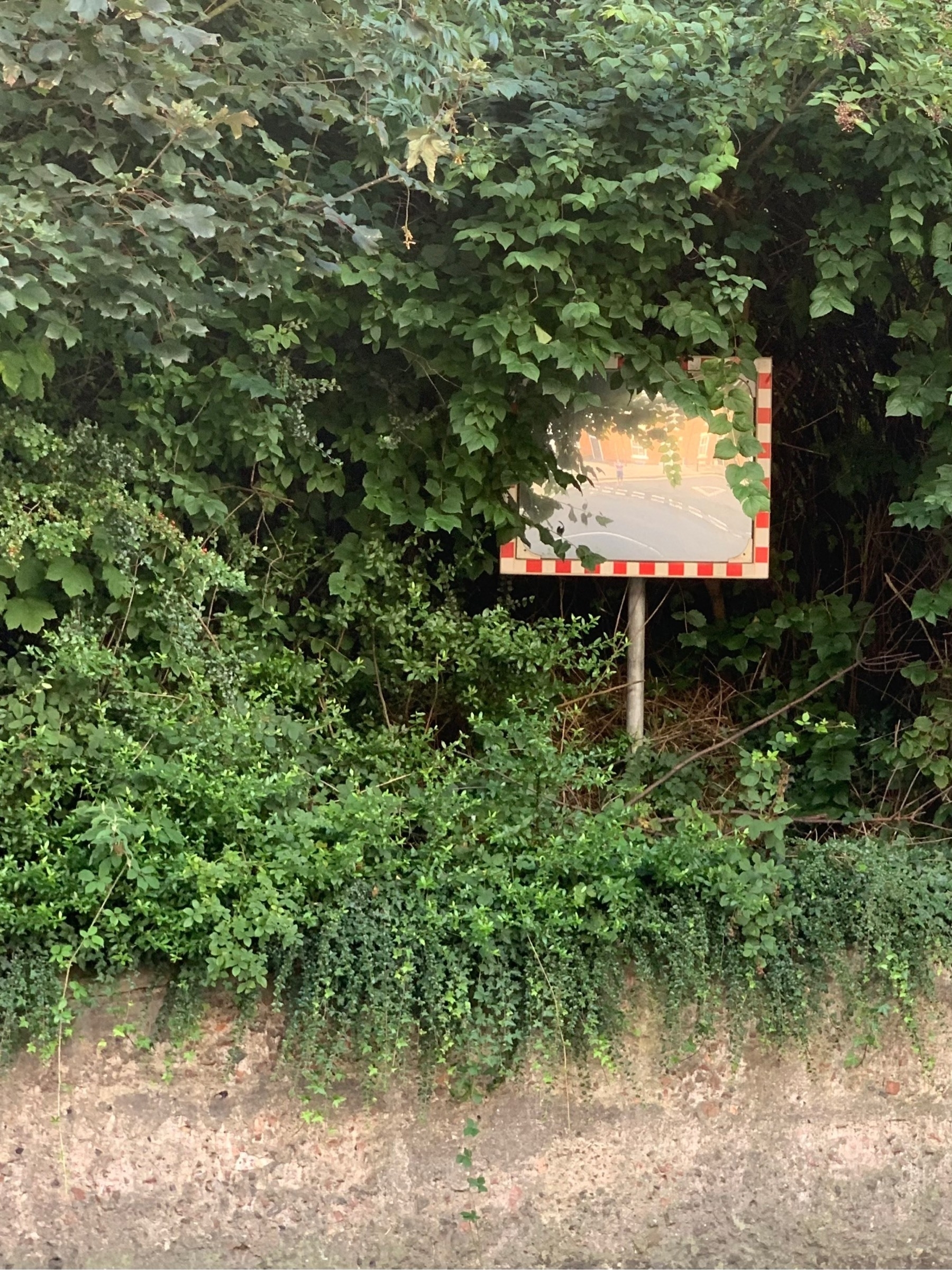 A mirrored traffic sign nestled in an overgrown wall.