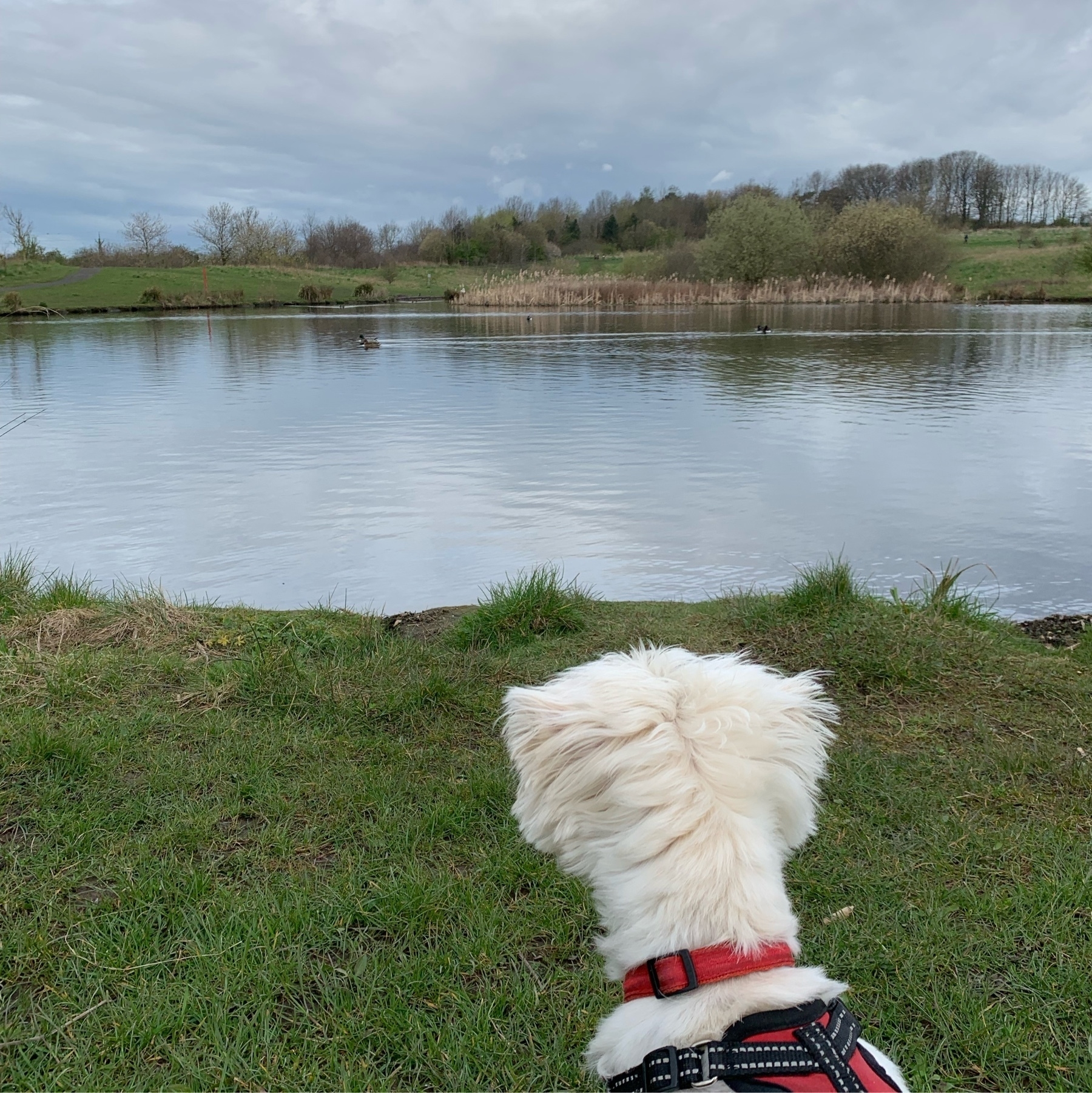 Small white dog looks out across a large pond towards woodland beyond