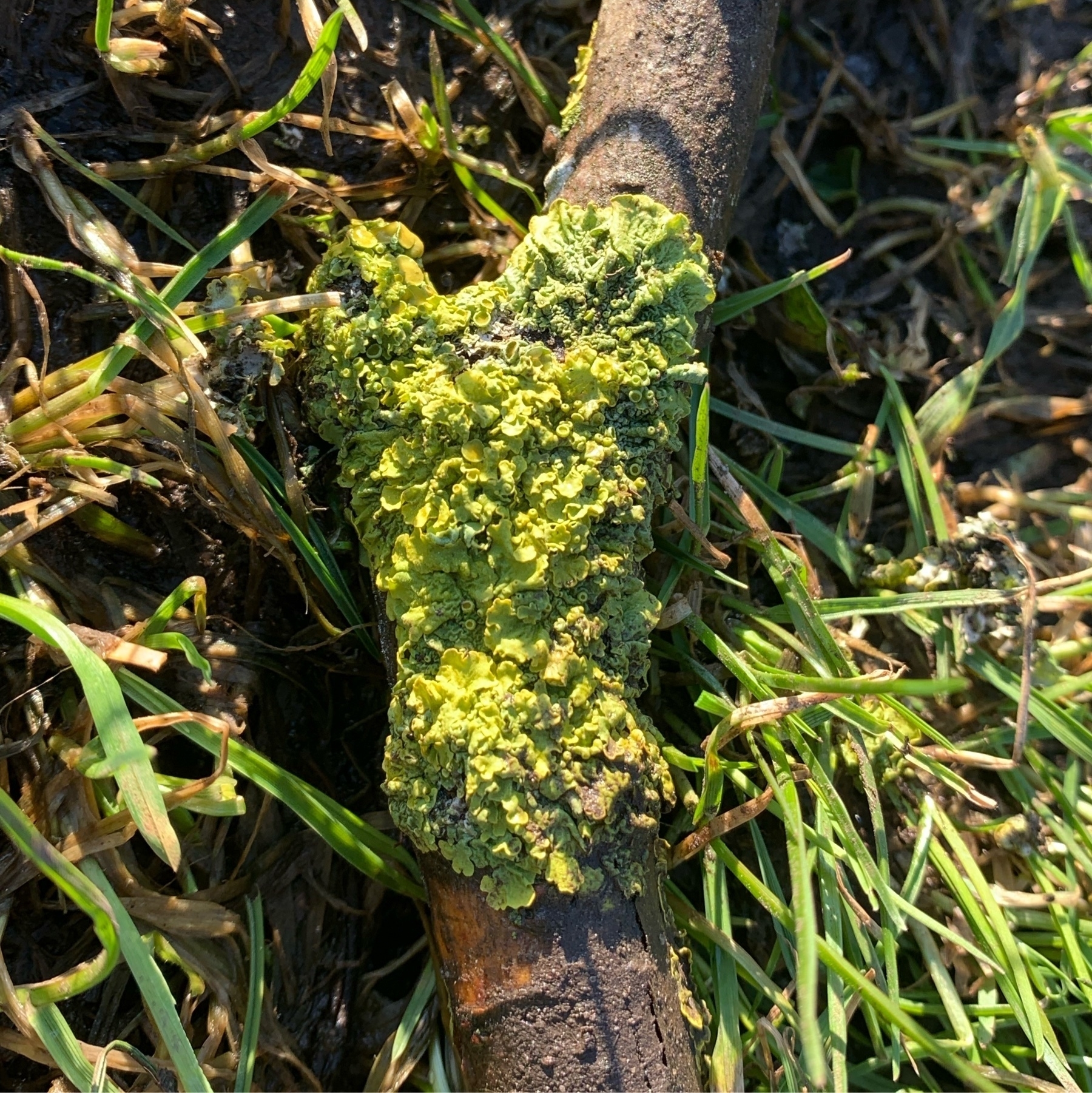 close up of lime green lichen on a stick