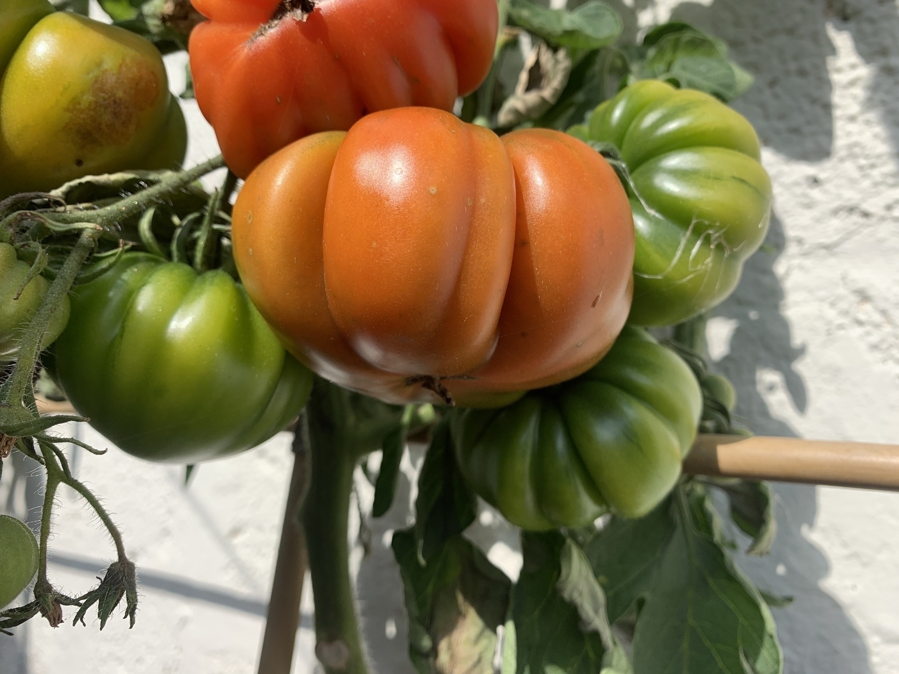 Beefsteak tomatoes growing on a plant. In the foreground the tomato is orange, behind it there are three green tomatoes and one red.