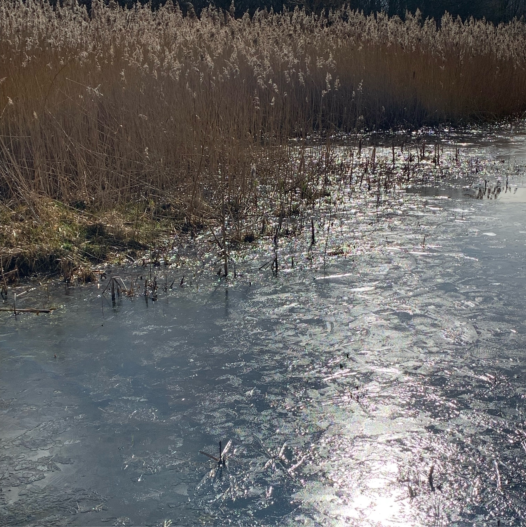 Bright sunlight reflecting off a frozen pond. Bullrushes in the background