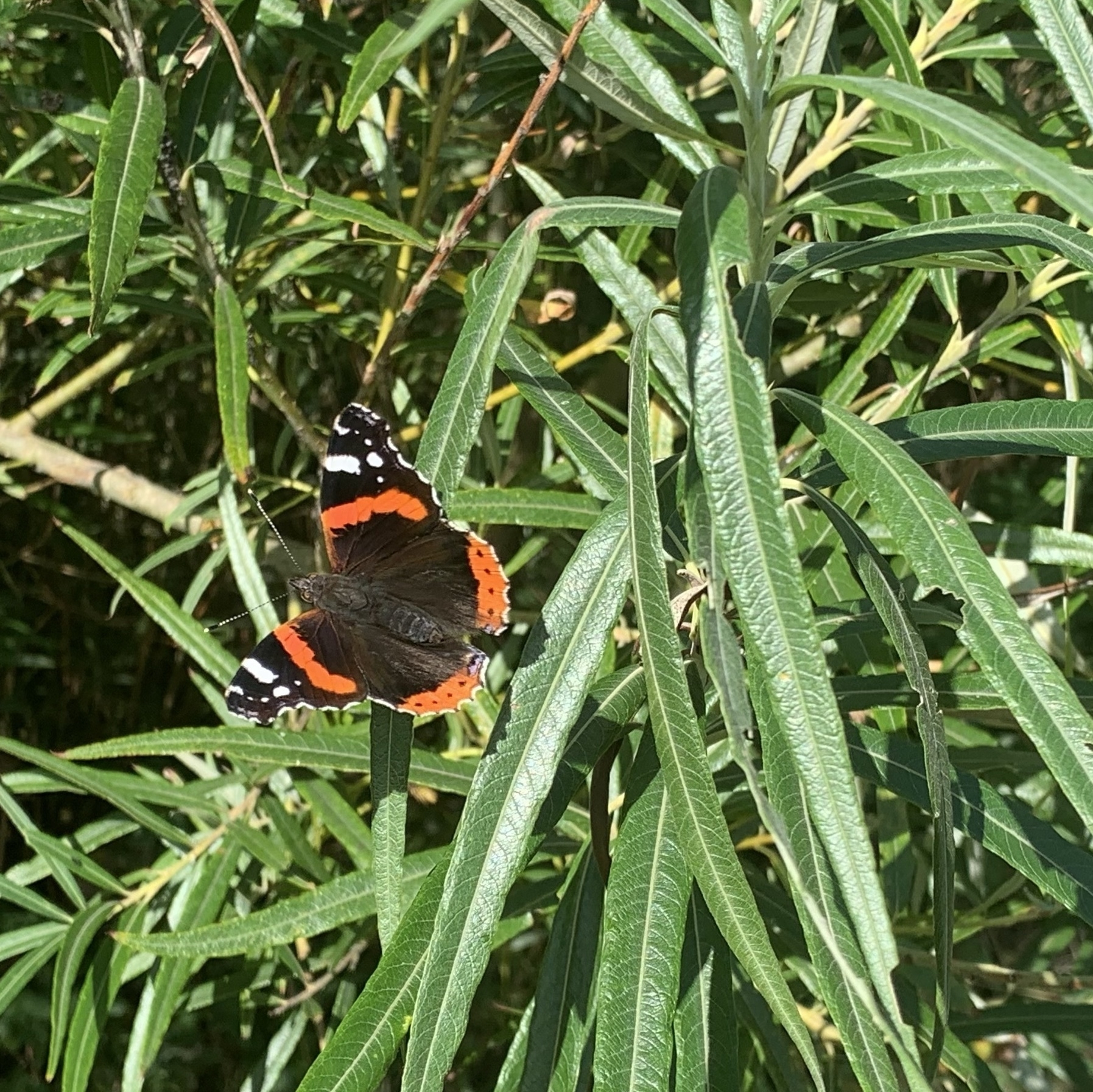 Red admiral butterfly sitting on long grass