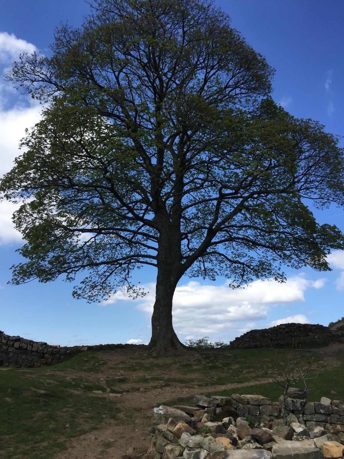 Sycamore tree on Hadrian’s Wall against a light blue sky dappled with cloud.