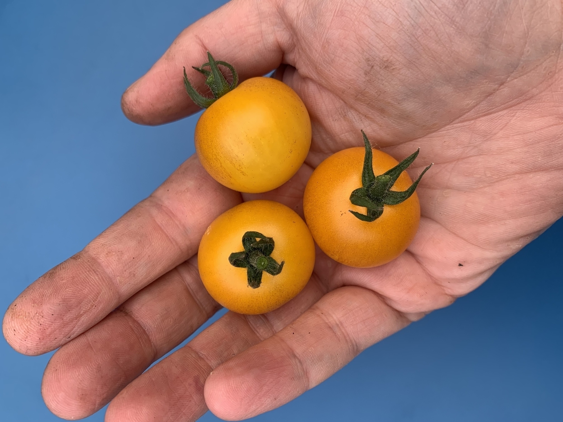 Three yellow cherry tomatoes sitting in the palm of a hand.