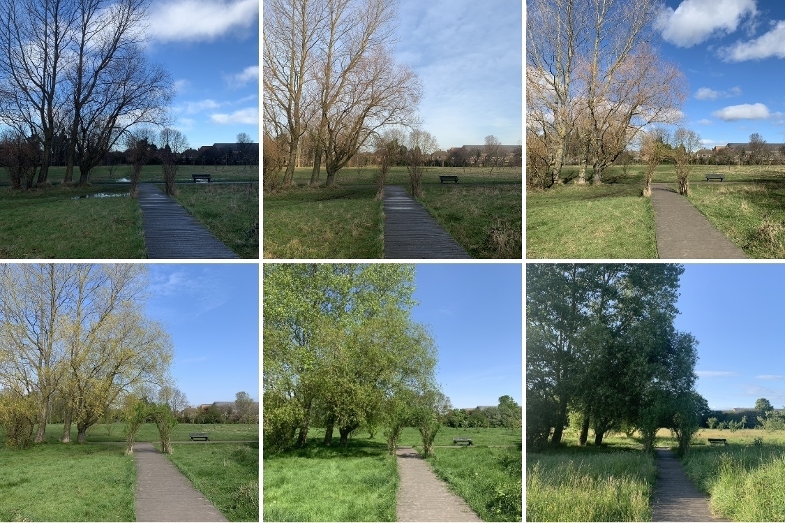 Grid of six photos all showing the same spot in the park - decked path, willow arbor and trees in both the foreground and background.