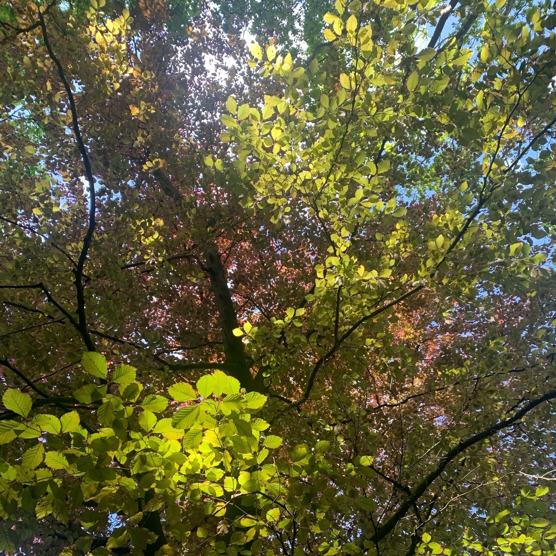 Camera looking upwards into canopy of multicoloured leaves overhead. Blue sky just visible through the gaps