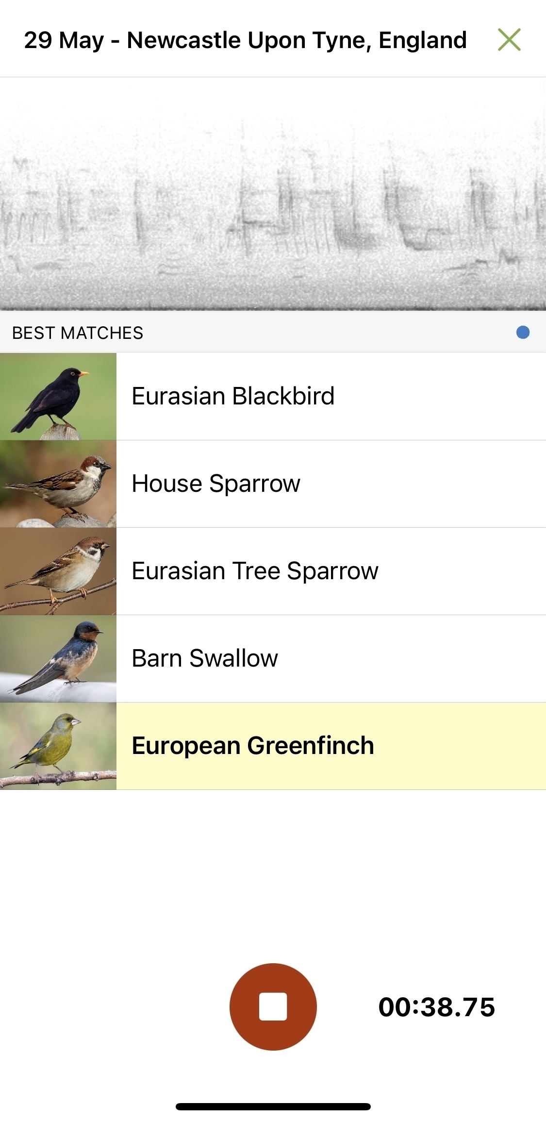 Screenshot of Merlin app during a recording. Sound wave at top followed by a list of all the active birds including name and thumbnail picture. The birds listed are: Eurasian Blackbird, House Sparrow, Eurasian Tree Sparrow, Barn Swallow, European Greenfinch.