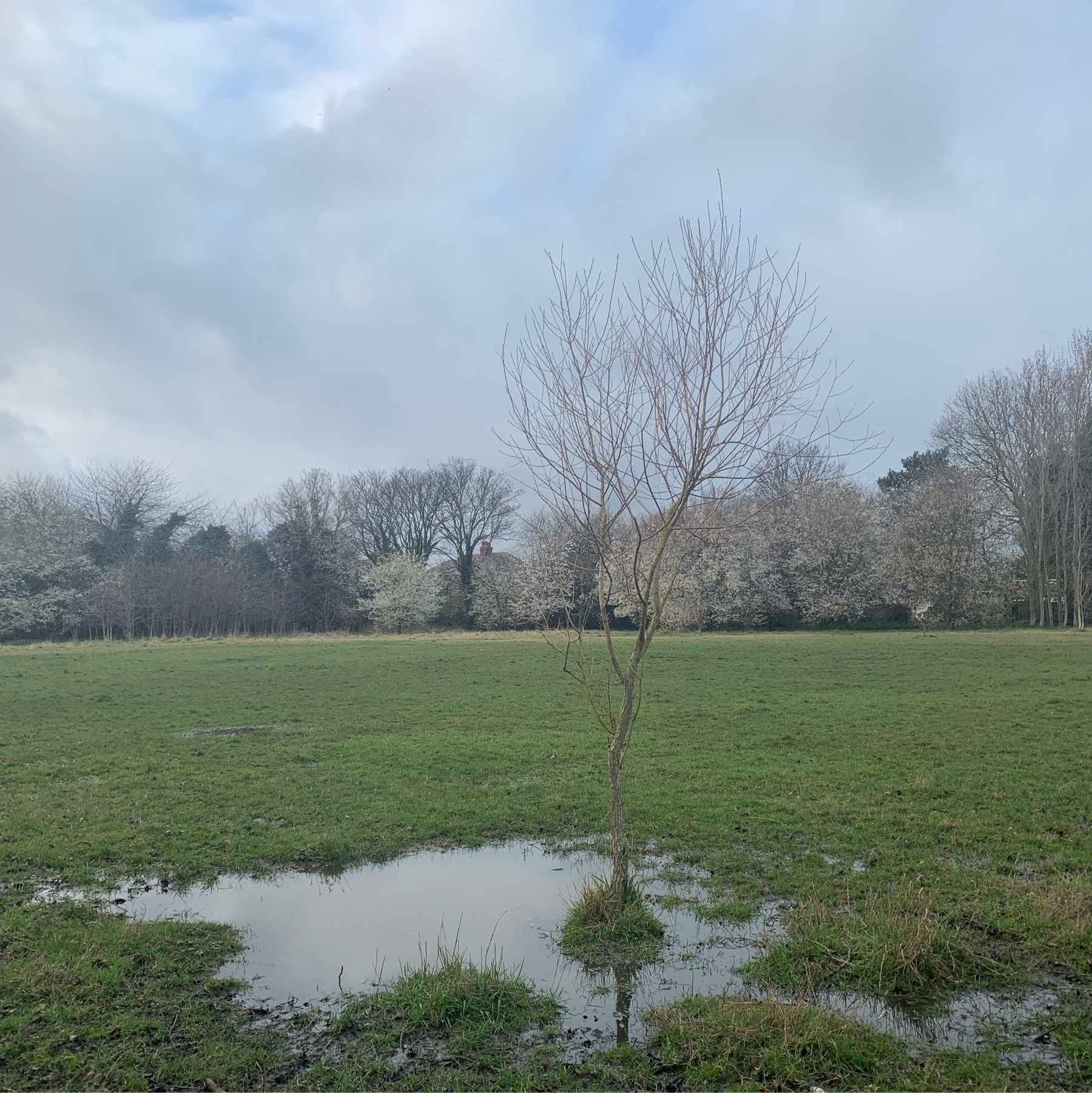 Sapling tree in foreground standing in a large puddle of water. Main treeline in the distance across an open park