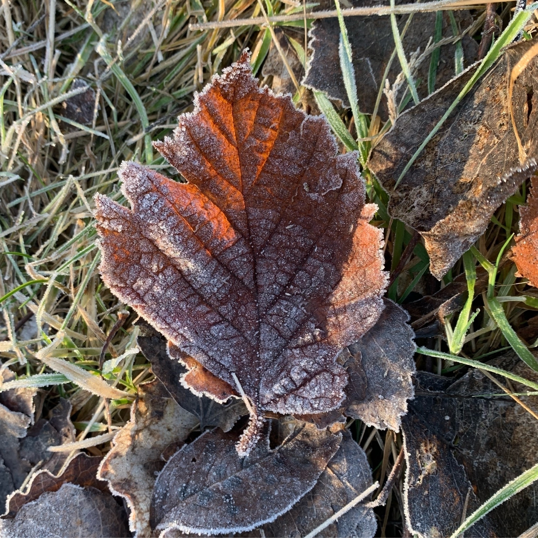 frosty brown leaf sitting in grass