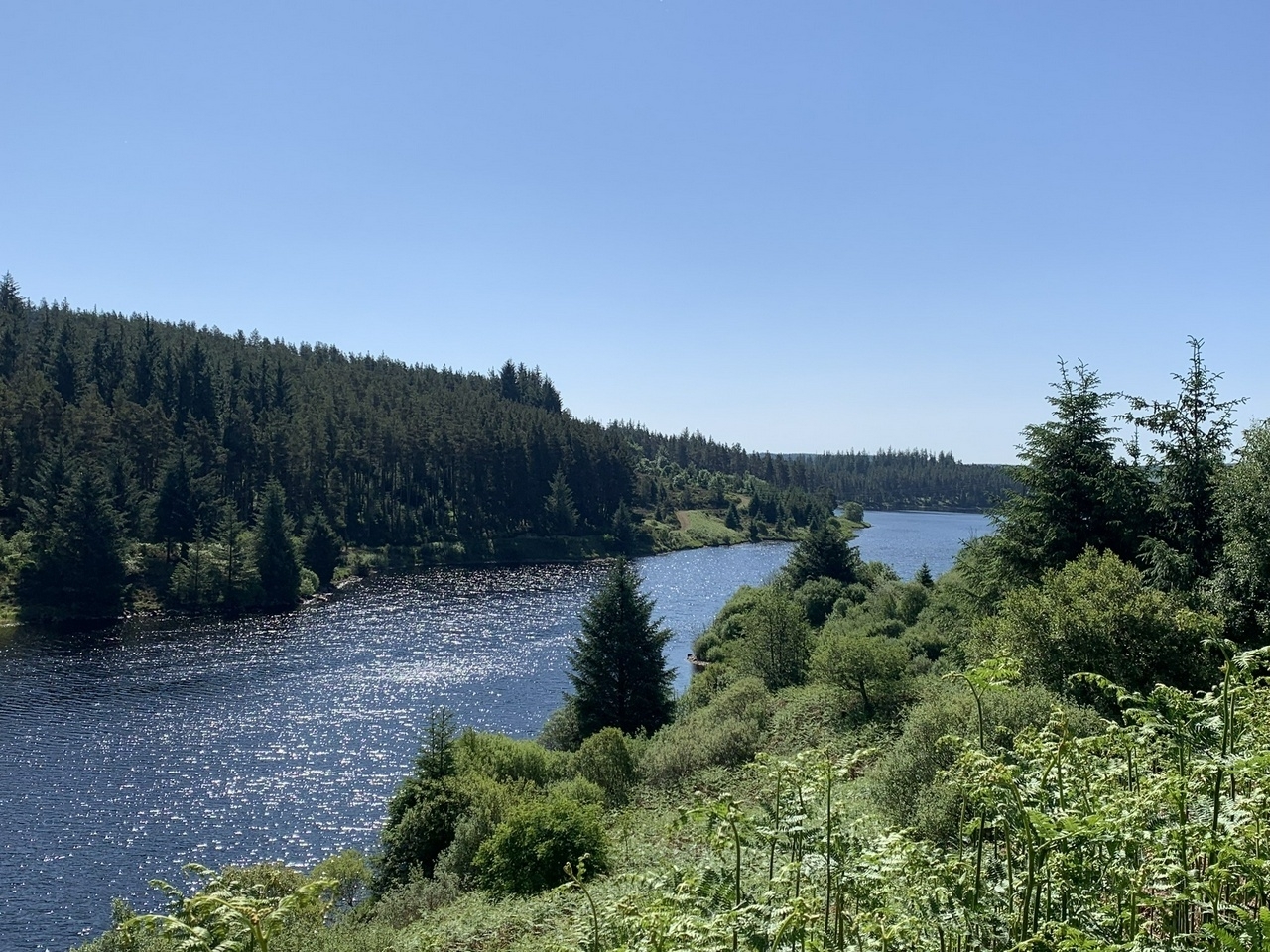 View across Kielder Water from the top of a hill on the north side of the reservoir. Edges of the water lined with trees. The sun is shining and sky is blue.