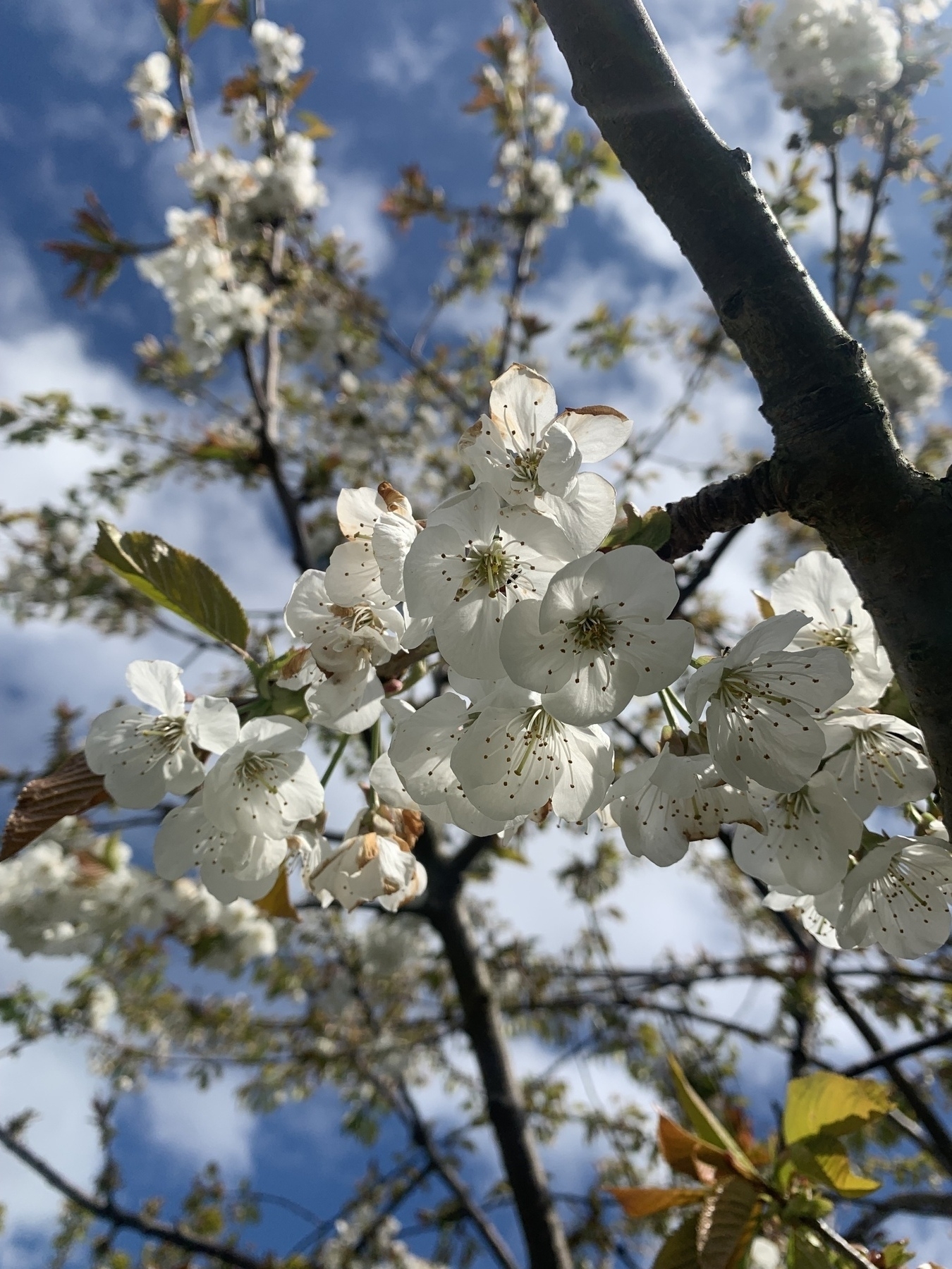 White blossom in foreground with glimpses of blue sky behind.