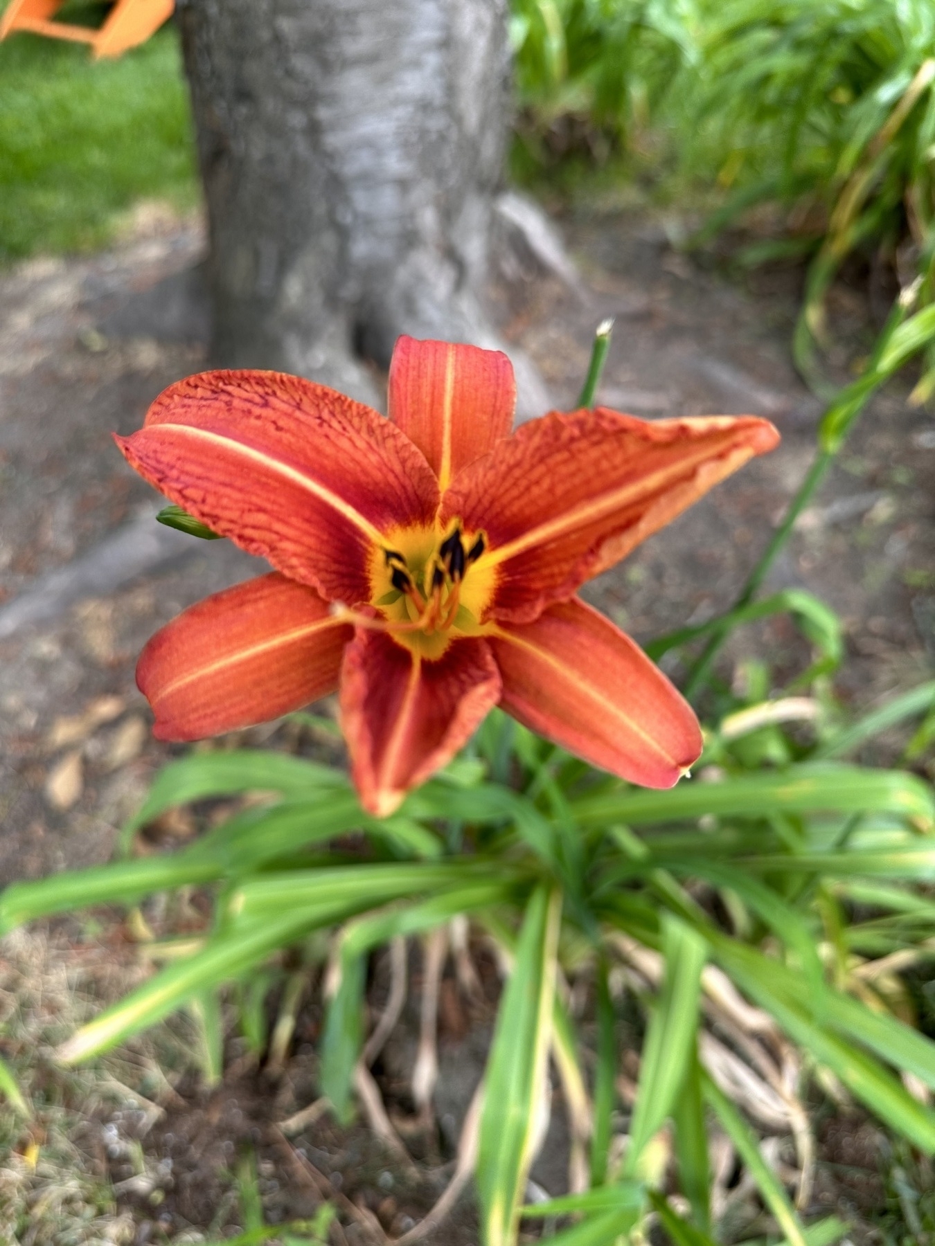 an fresh, orange-red lily bloom