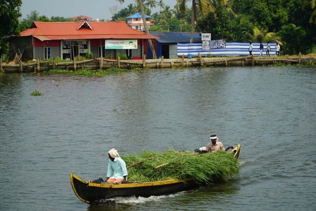 Hauling the palm branches by boat