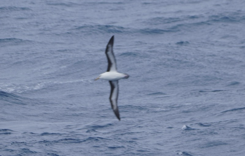 My first photo of an Albatross