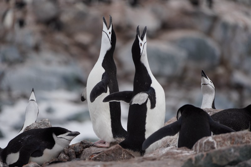 Penguin Choir