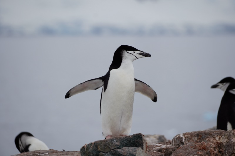 Penguin Conductor