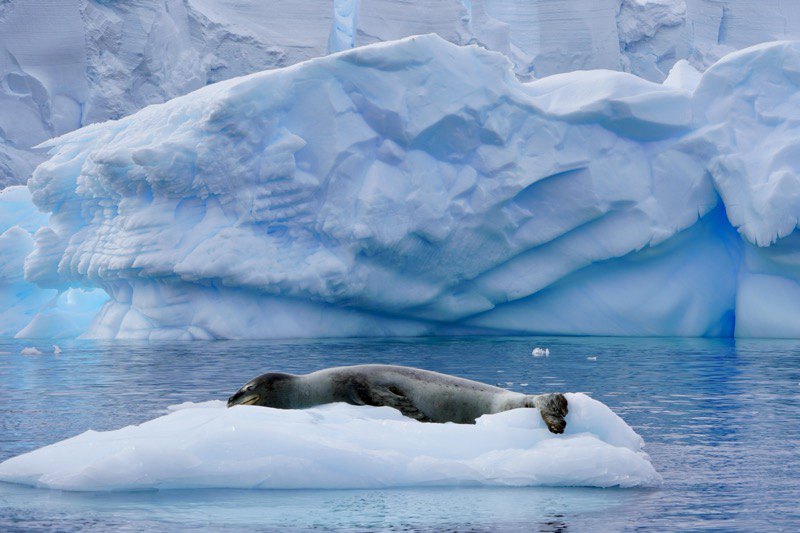 Leopard Seal - molting