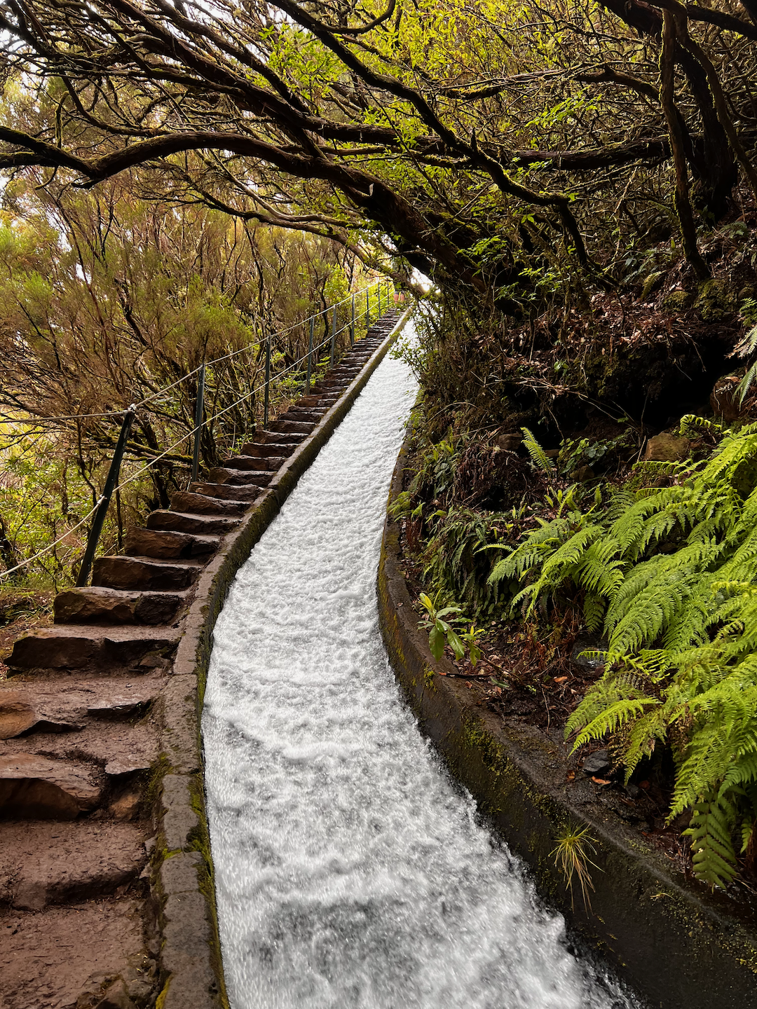 A narrow, forest-lined path follows alongside a flowing water channel bordered by lush greenery.