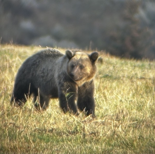FullSizeRender.jpeg Male Grizzly