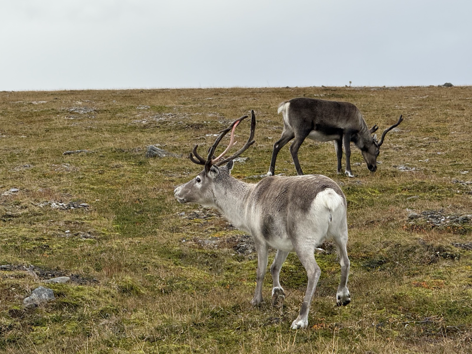 Nordkapp