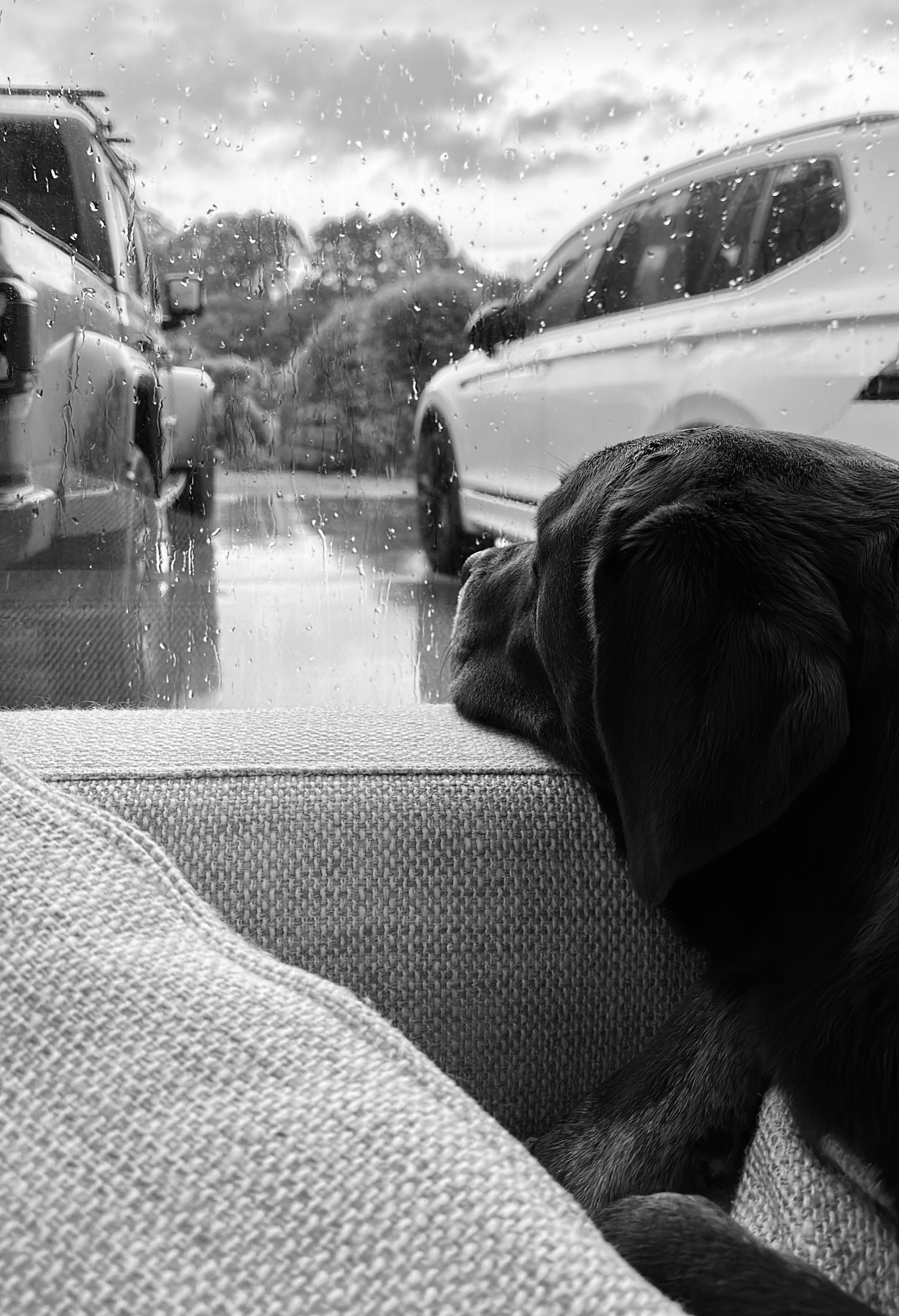 Dog on a sofa, staring out of a window onto a rainy driveway