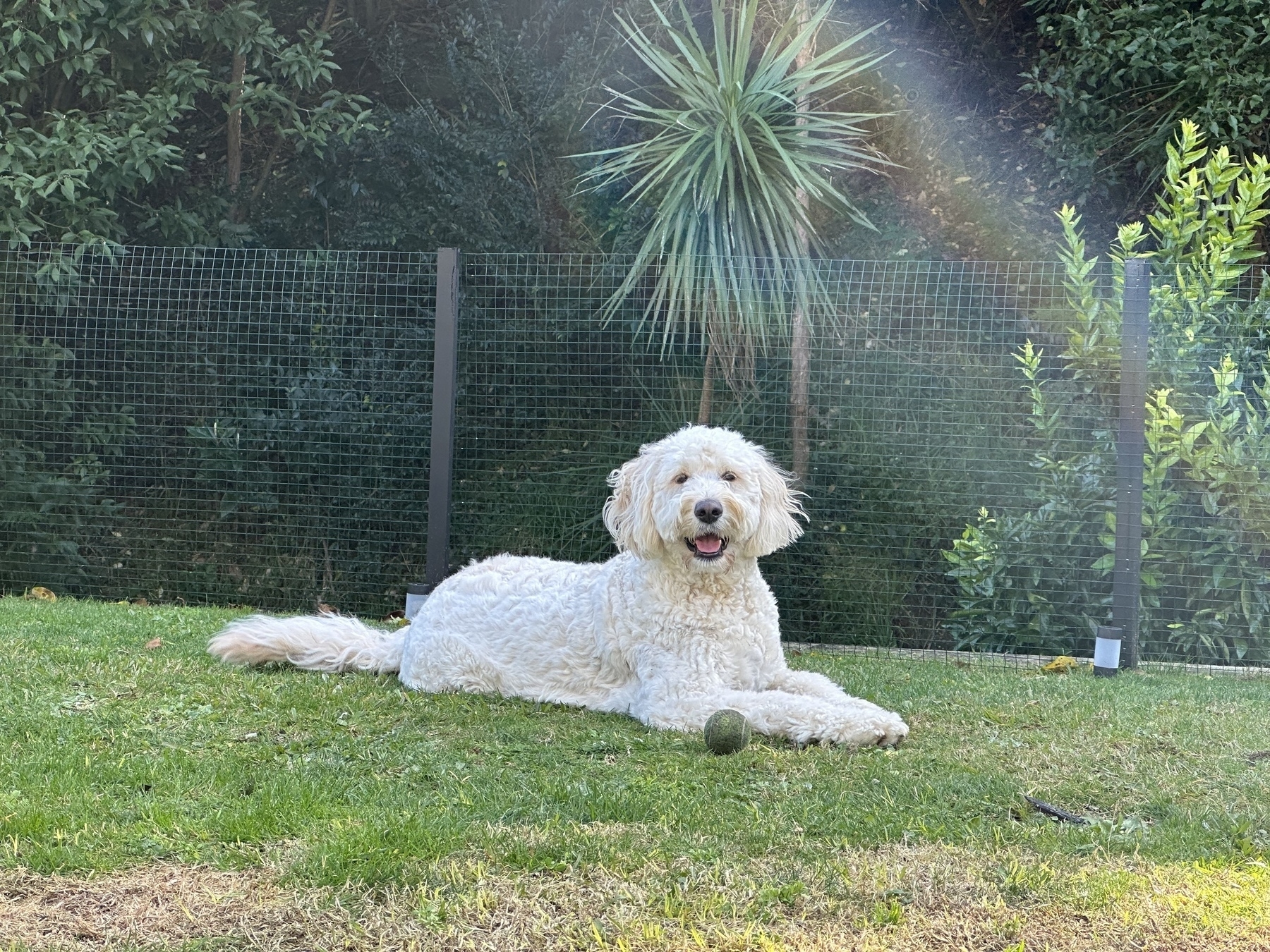 Happy golden doodle dog lying on the grass in the sun