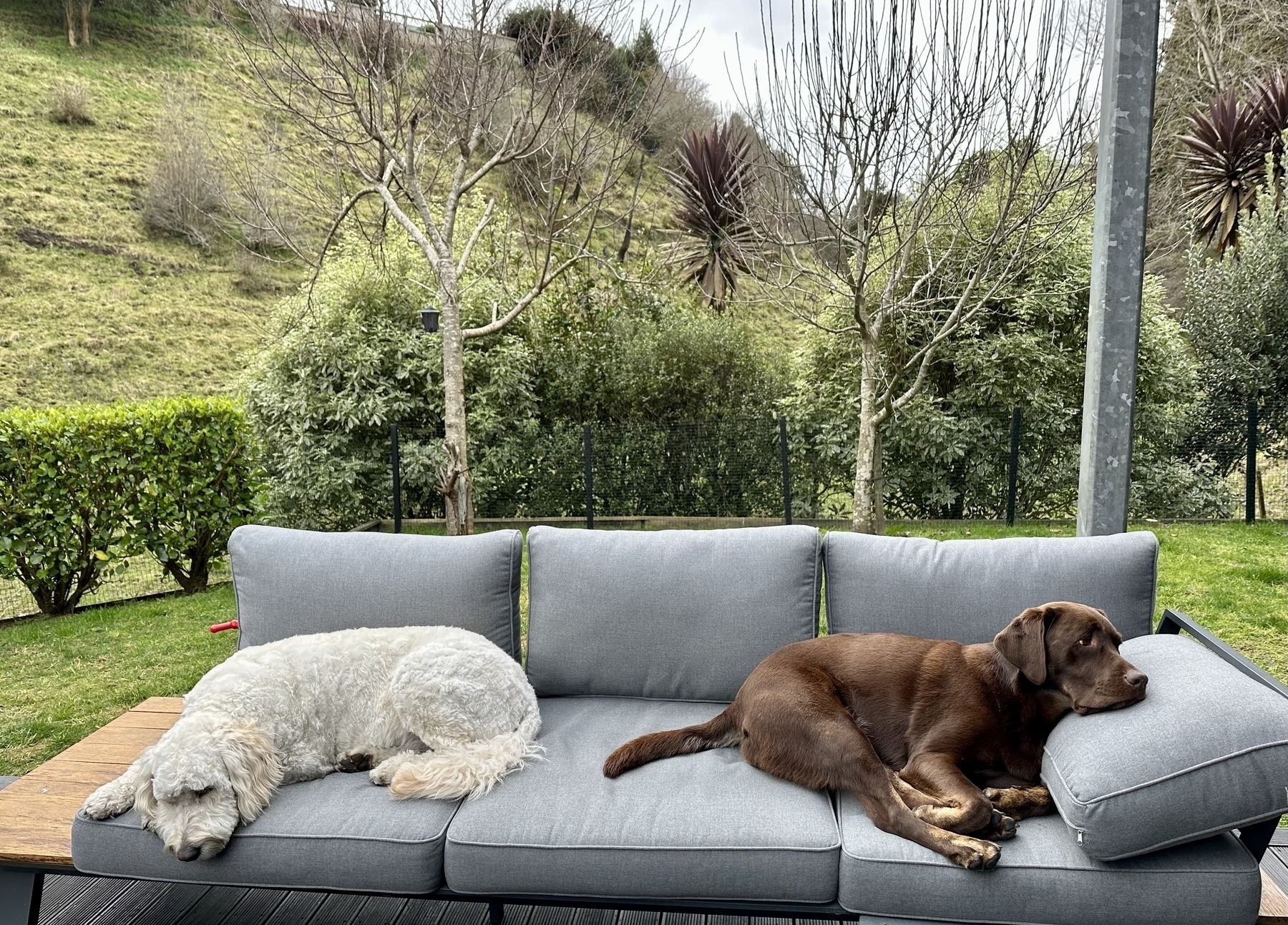 Two dogs sleeping outside on a sofa