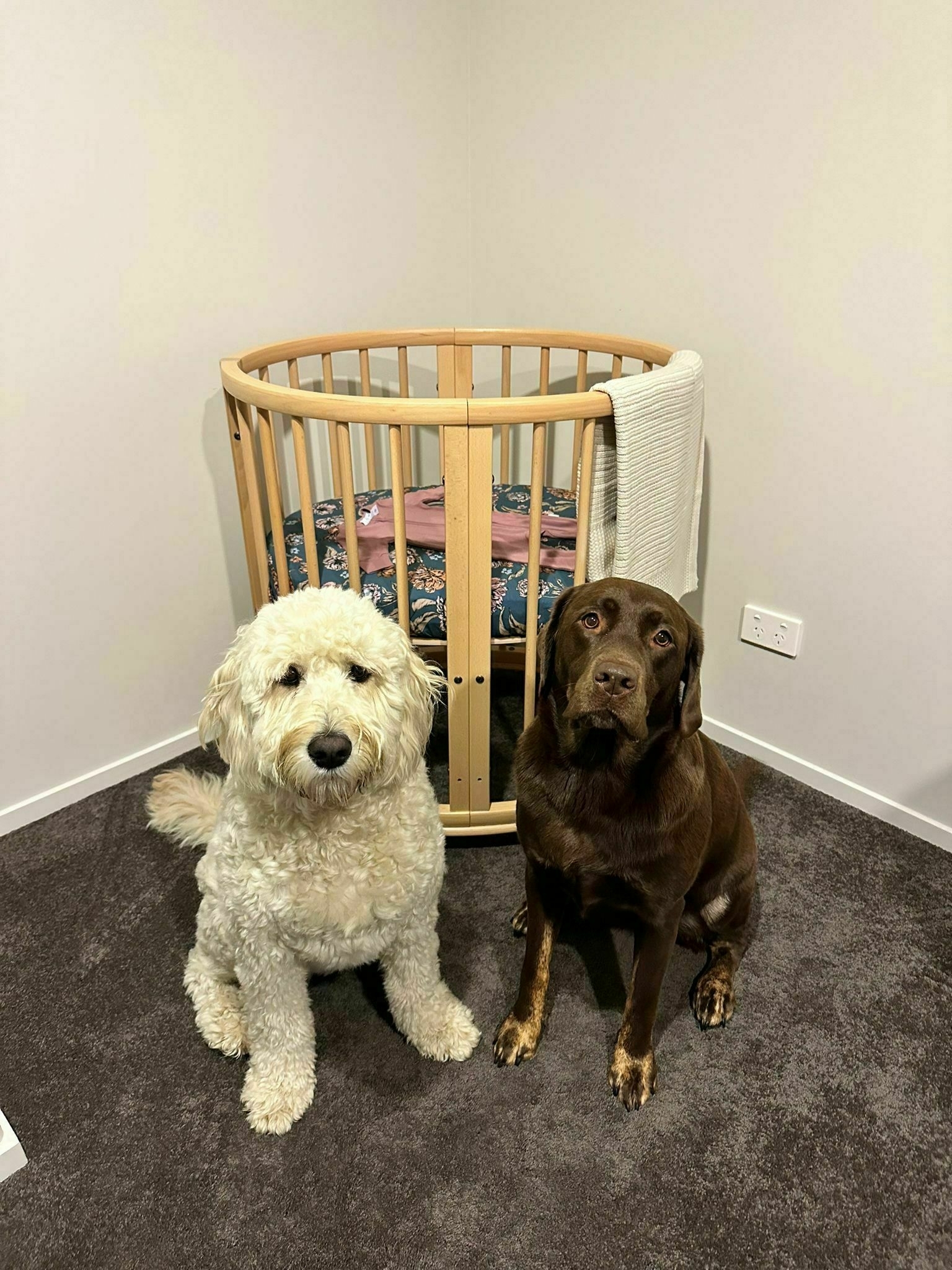 Chocolate lab & golden doodle standing in front of the baby’s cot