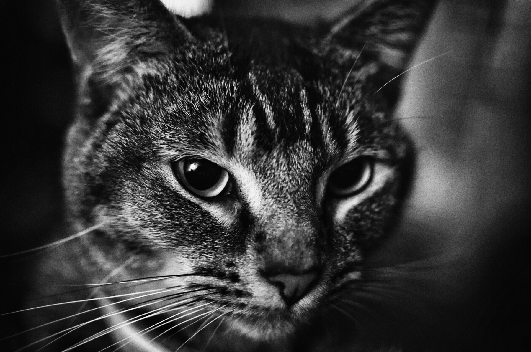 Jasper