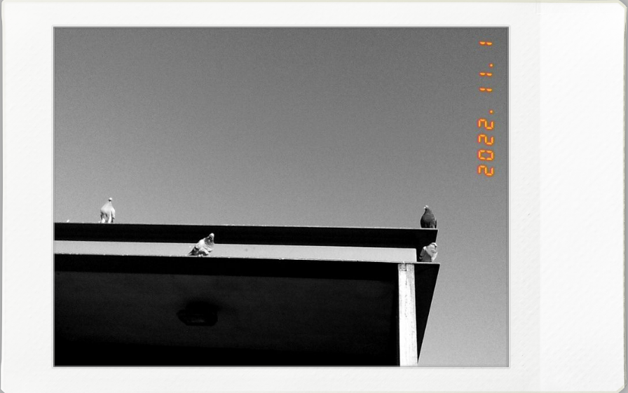 four pigeons in black and white on a tram station