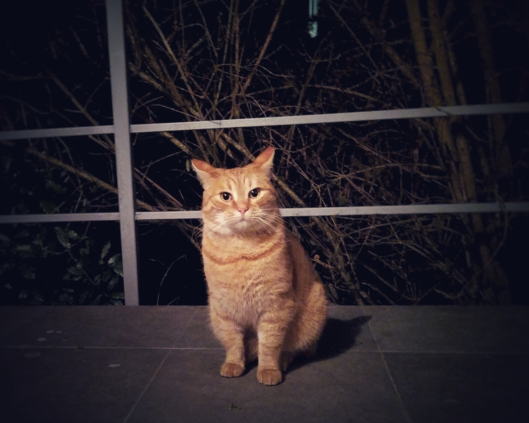 Orange cat in a dark garden