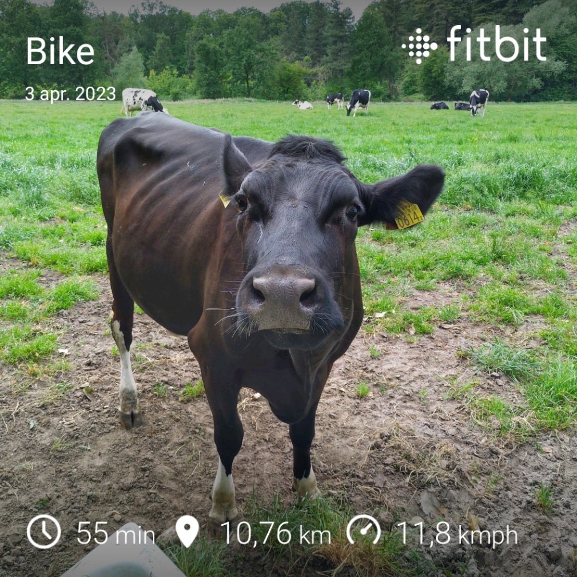Fitbit screenshot van iemand die 55min gefietst heeft over 11 km. De foto is van een koe die wat dwazig in de camera kijkt.