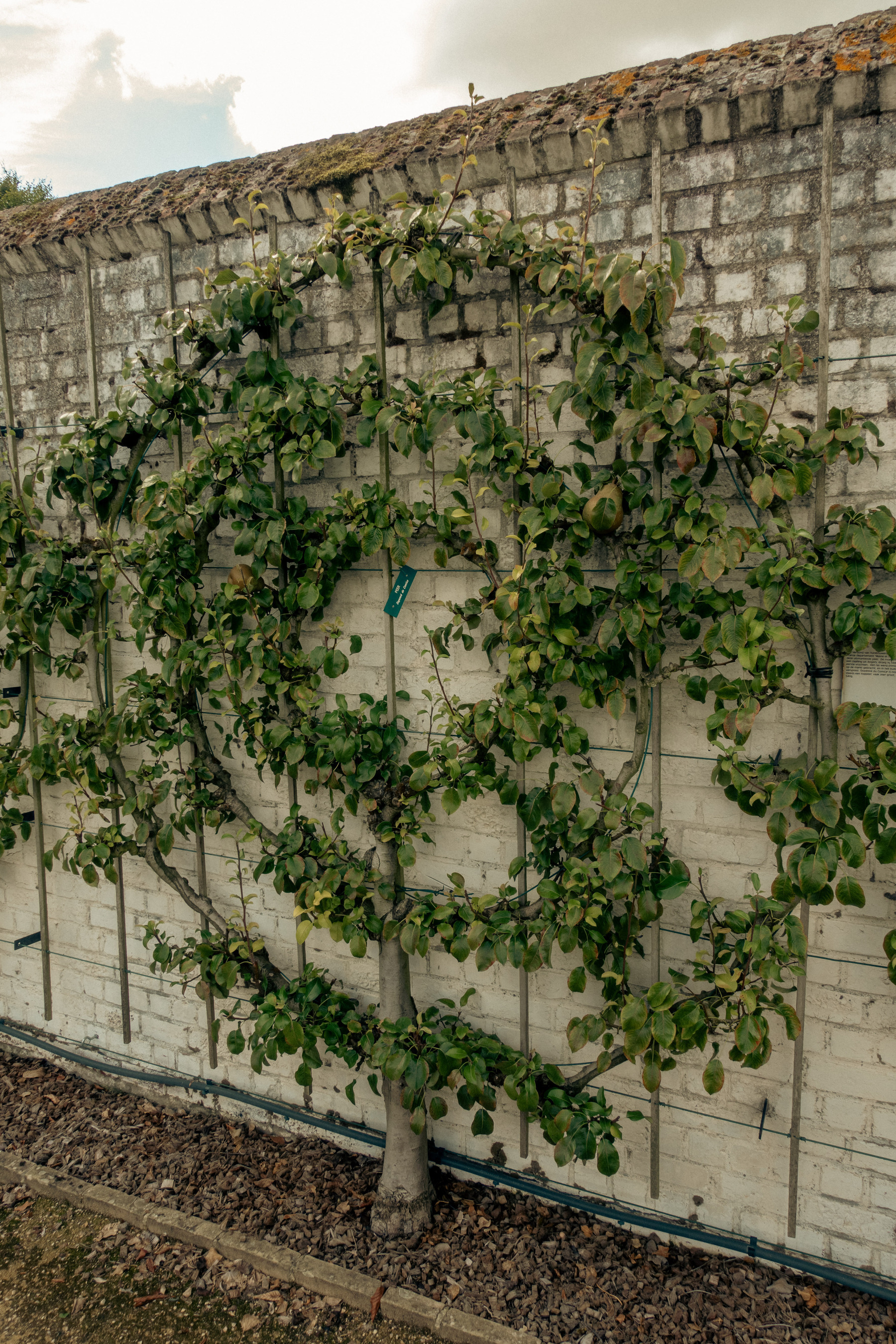 Een appelboom tegen een muur waar de takken in een ronde zitten
