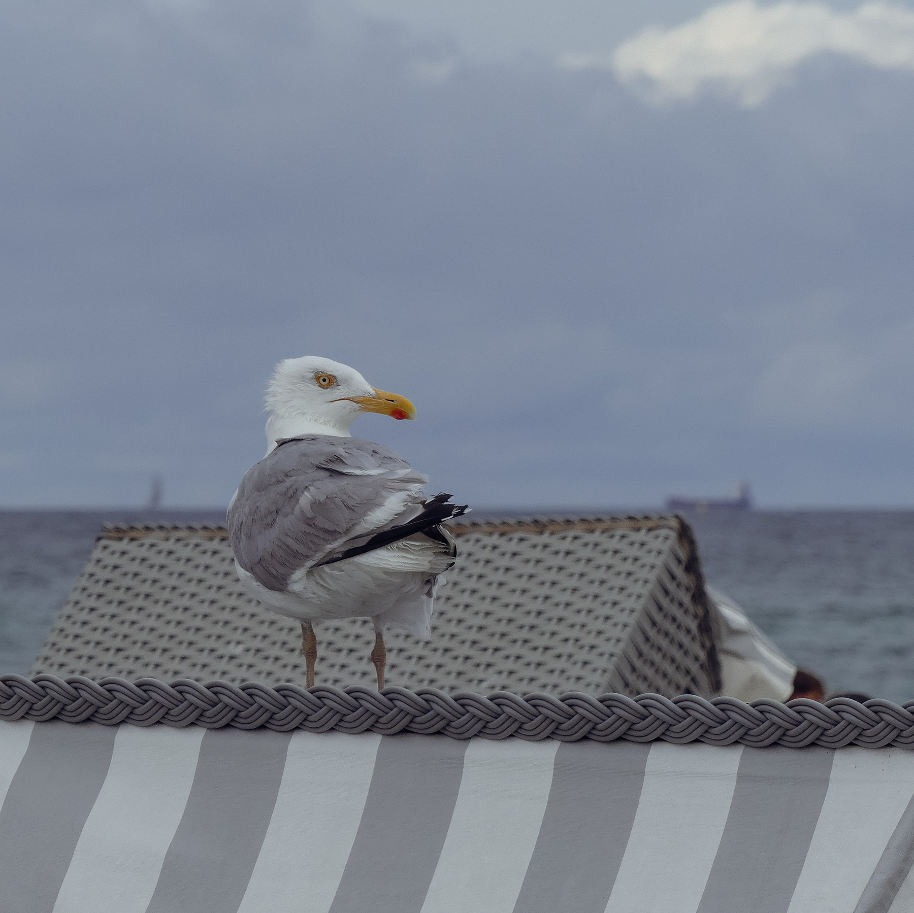 An angry looking seagull on the beach at Warnemünde