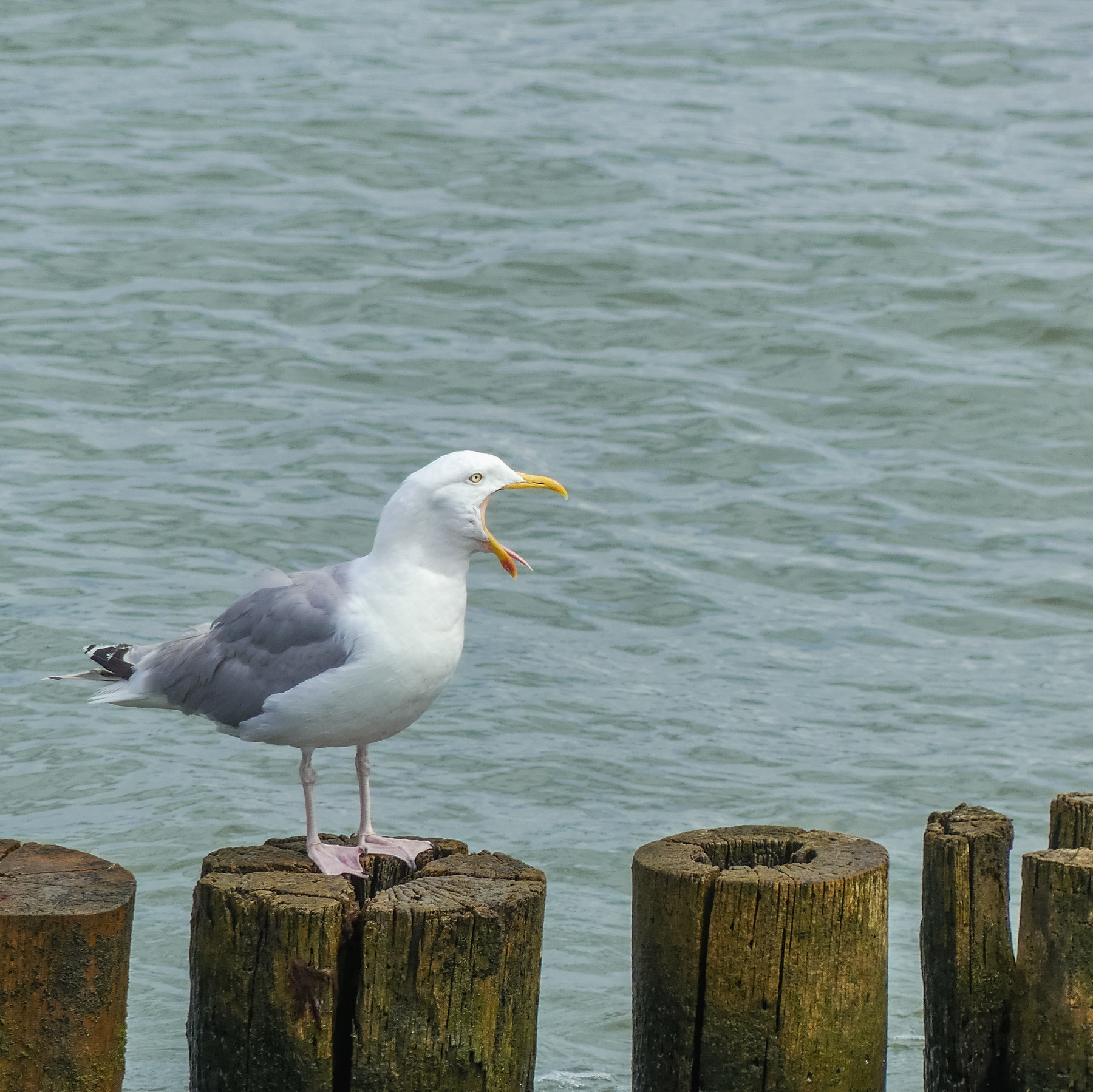 A yawning seagull on a pole in the sea