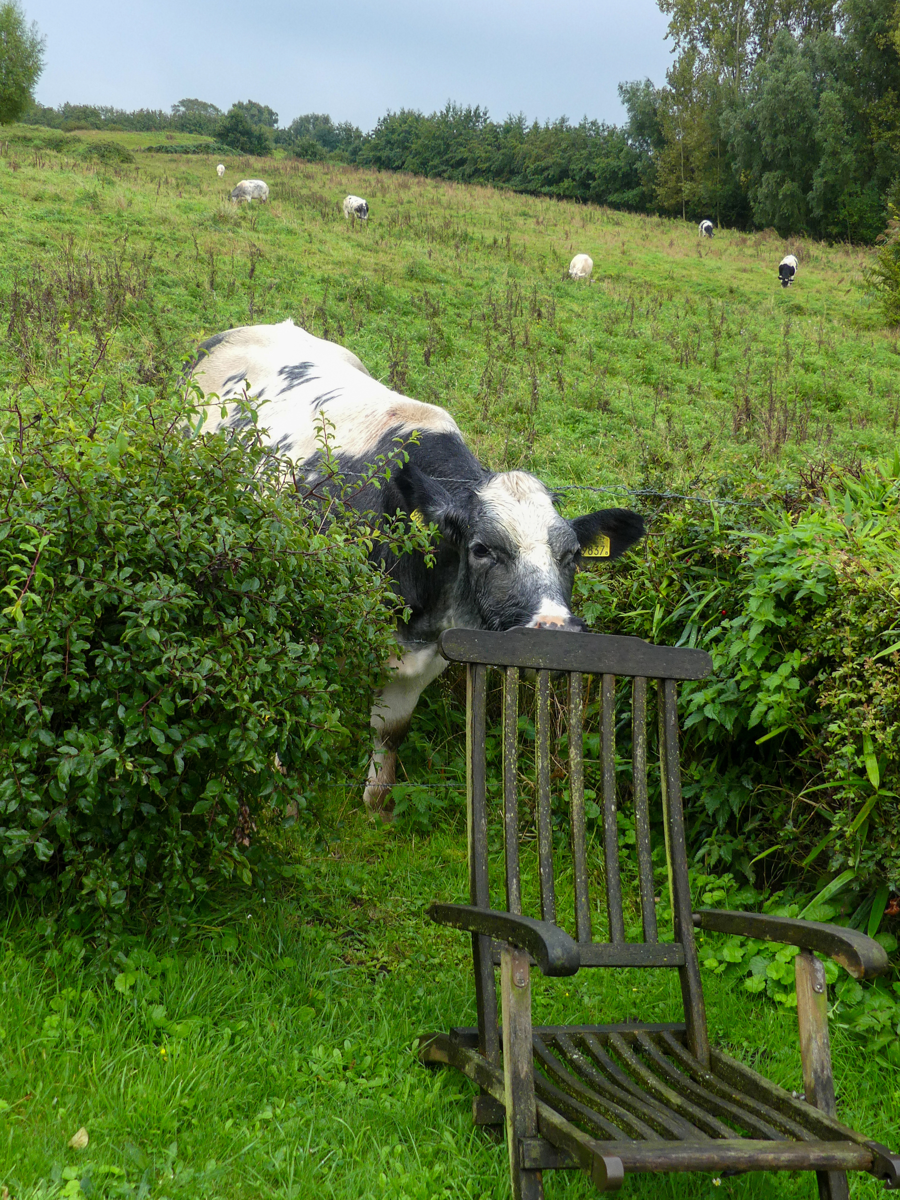 A cow with her head through barbed wire, sniffs a garden chair in the garden of our cottage