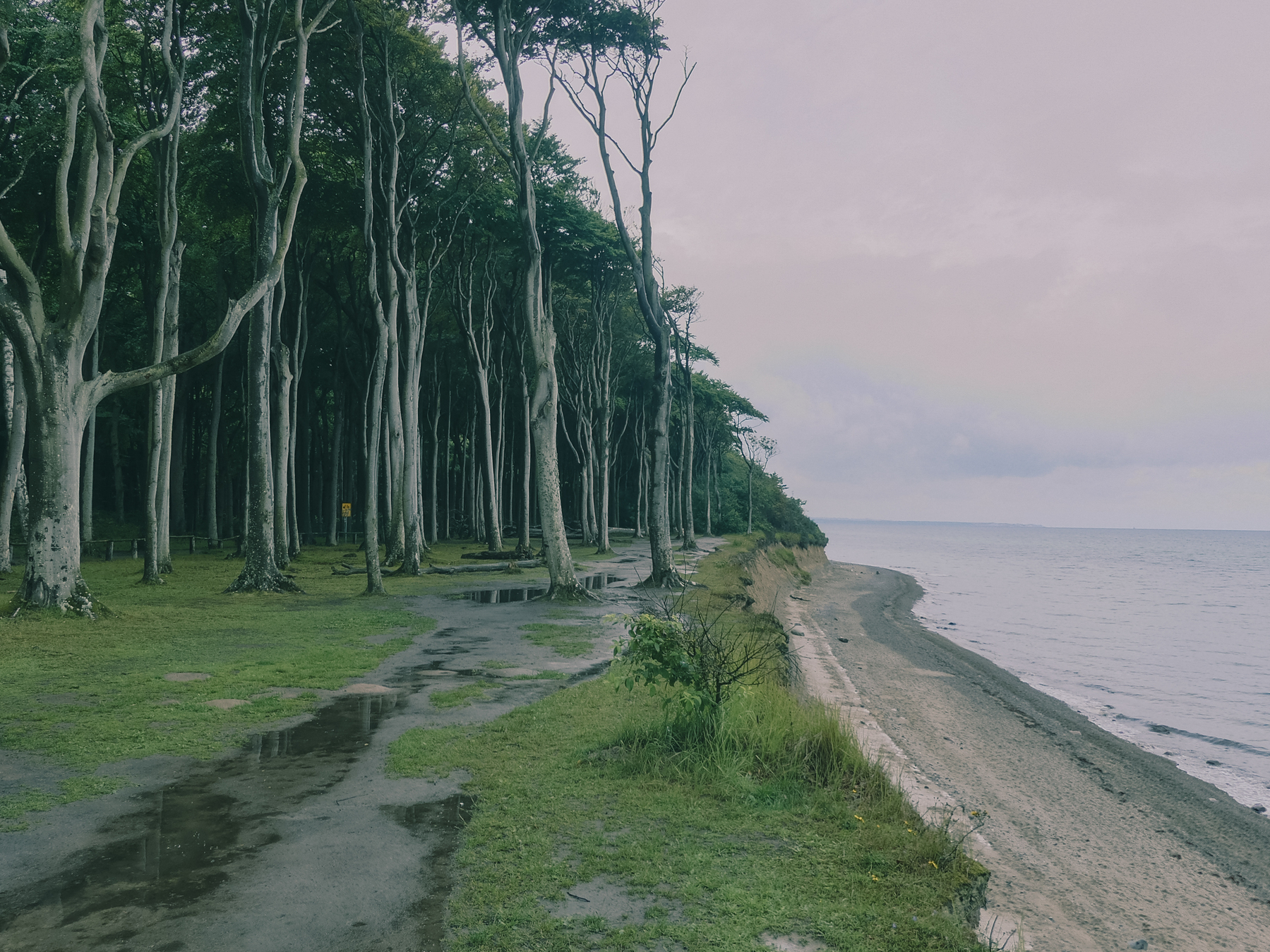 Trees, with not a lot of leaves, at the left. A small cliff, a small beach and the Baltic Sea to the right