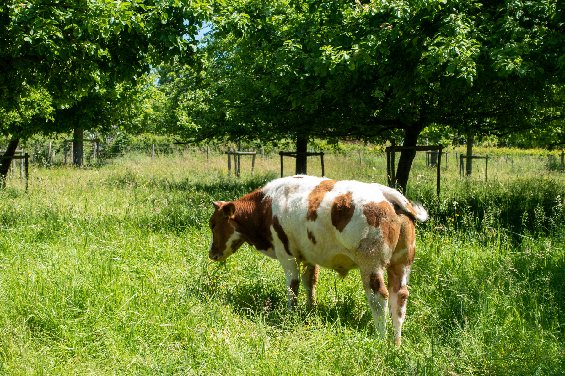 Koe in de boomgaard van Felix De Boeck