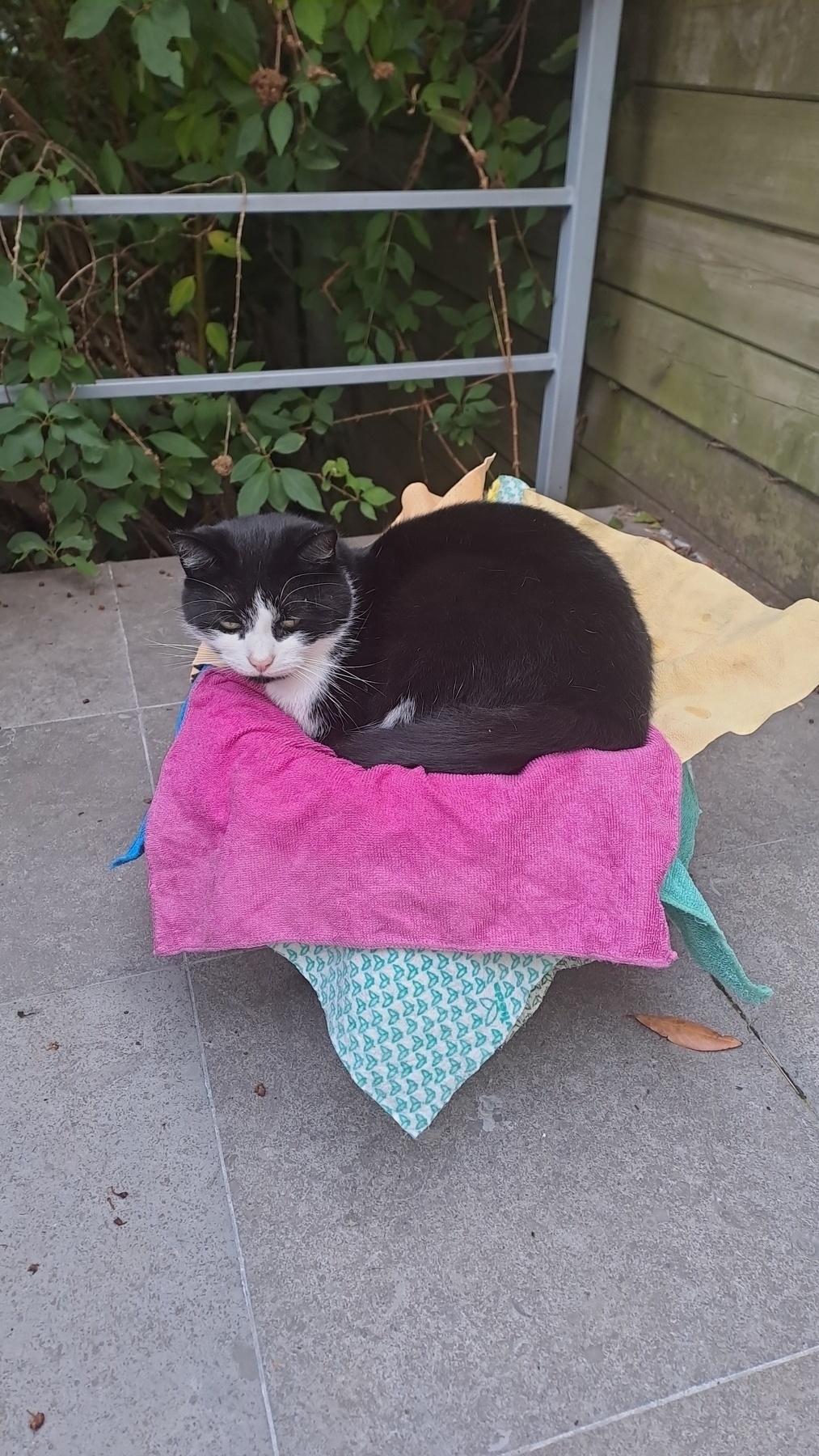 A black and white cat, sitting in a bucket full of mops